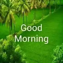 Good Morning - Gd Mrng Whatsapp Status Good Morning - Gd Mrng Whatsapp Status